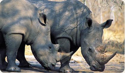 Pilanesberg Game Reserve Big 5 Encounters Pilanesberg National Park Big 5 Image