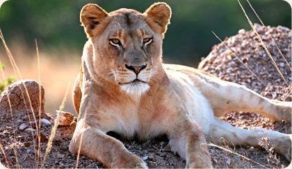 Pilanesberg Game Reserve | Lioness Pilanesberg National Park Big 5 Image