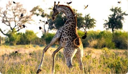 Top Ten Things to Do in Pilanesberg Game Reserve Top Ten Things to Do in Pilanesberg Game Reserve