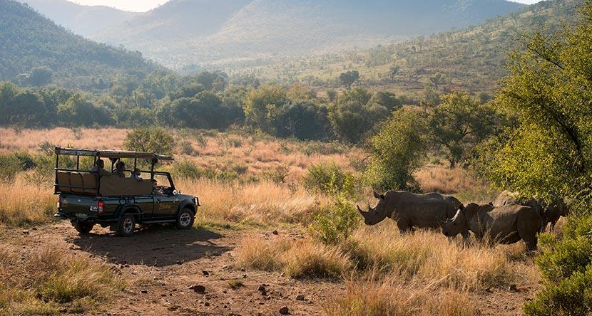 Bakubung-Game-Drive-Rhino.jpg