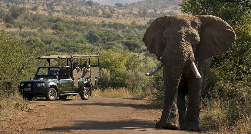 game_drive_elephant_01.jpg