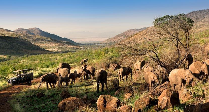 Kwa-Maritane-Elephant-Panoramic.jpg