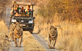 Game Drives & Safaris