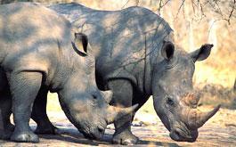 Tours from JHB