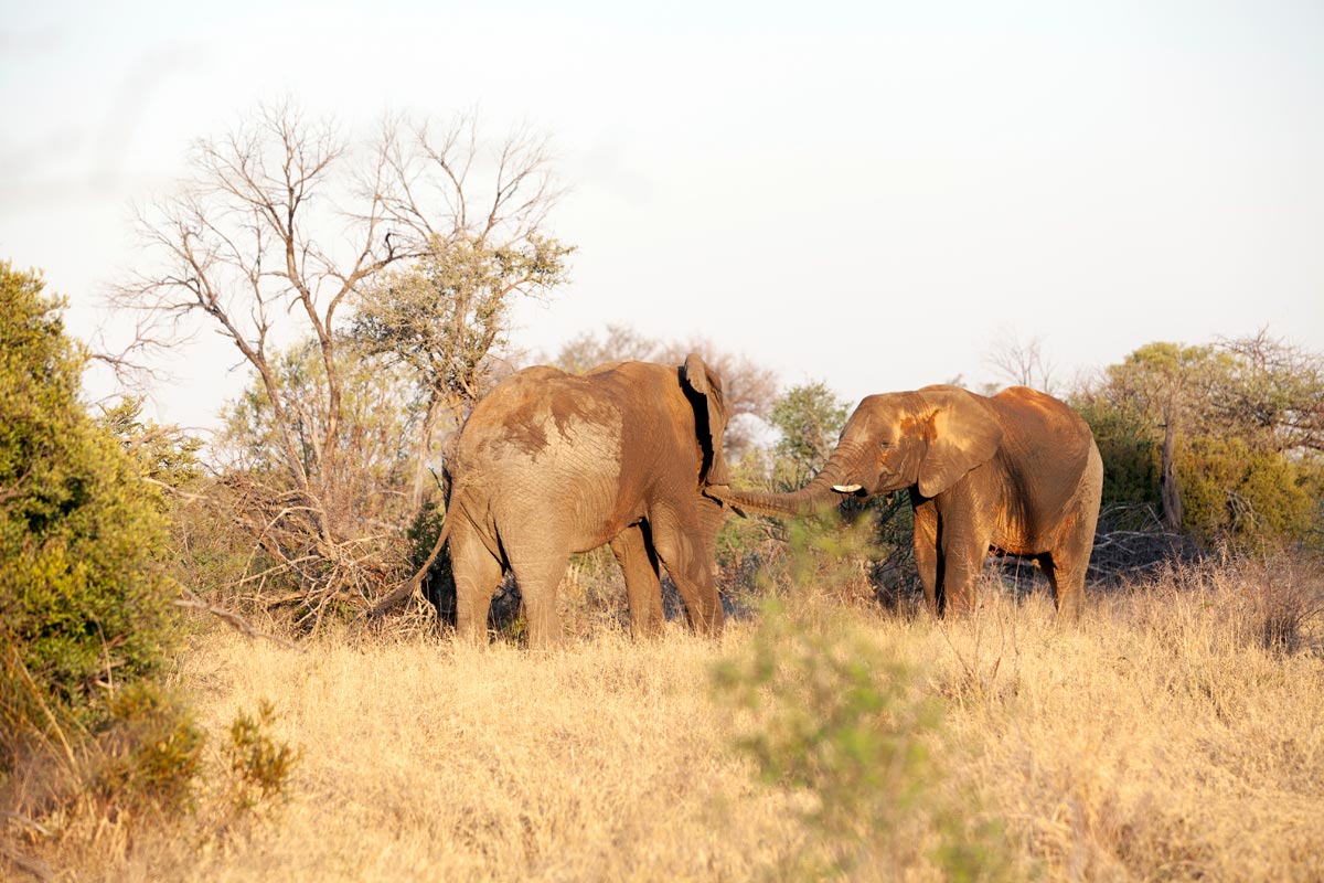 Mziki_animals-1.jpg