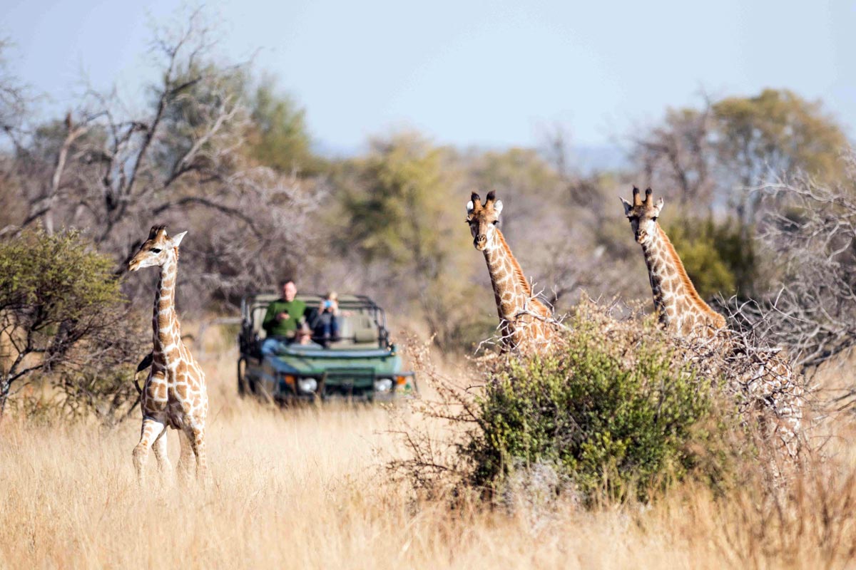 Mziki_animals-2.jpg